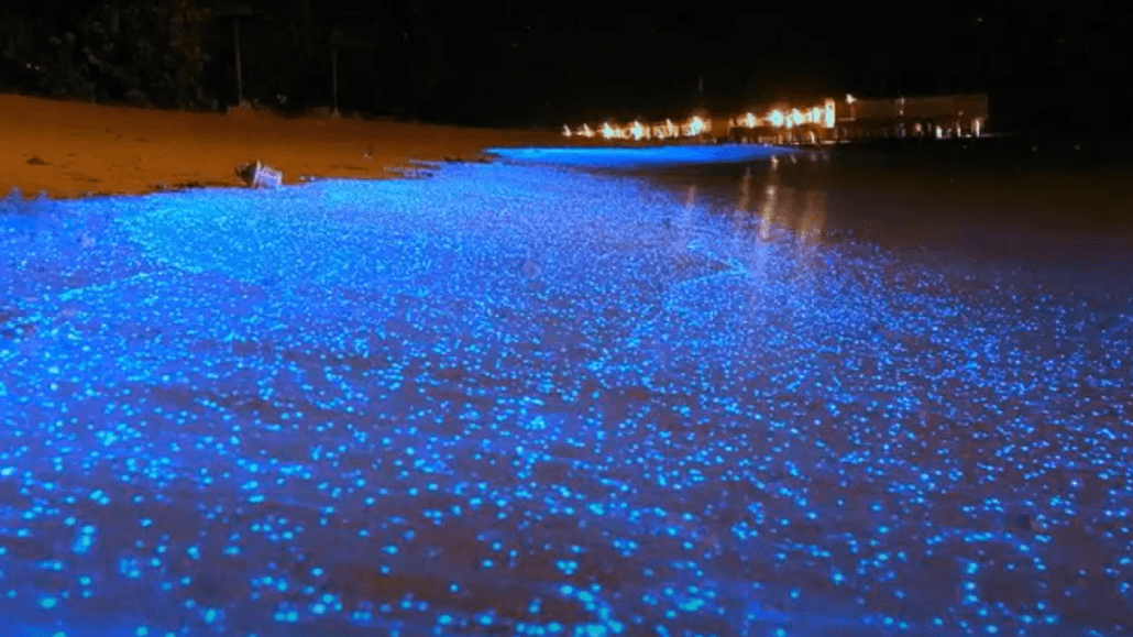 Bioluminescence